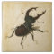 Albrecht Durer Stag Beetle Renaissance Art Drawing
