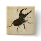 Albrecht Durer Stag Beetle Renaissance Vintage Art