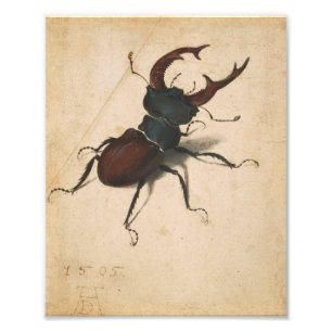 Albrecht Durer Stag Beetle Renaissance Vintage Art Photo Print