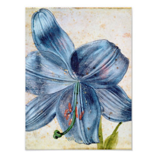 Albrecht Durer - Study Of A Lily Photo Print