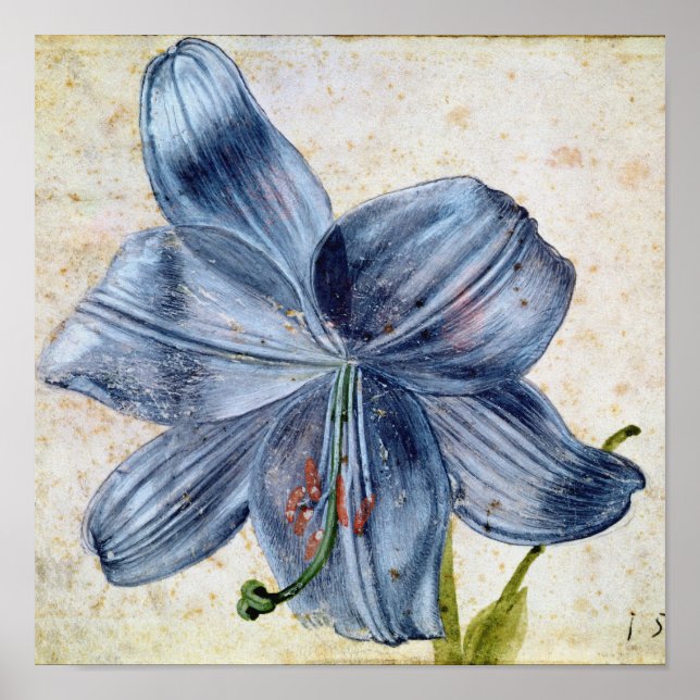 Albrecht Durer - Study Of A Lily Poster (Front)
