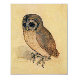Albrecht Durer The Little Owl Photo Print