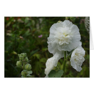 Alcea rosea