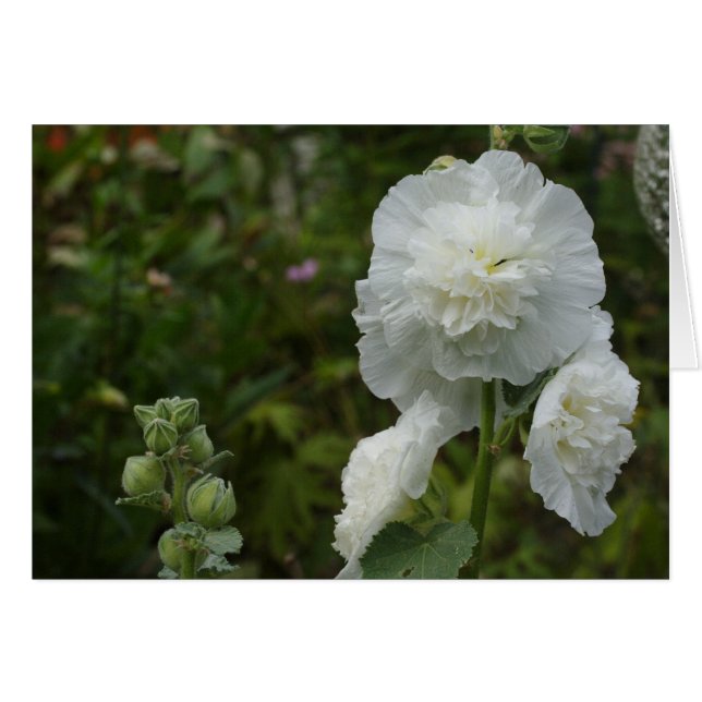Alcea rosea (Front Horizontal)