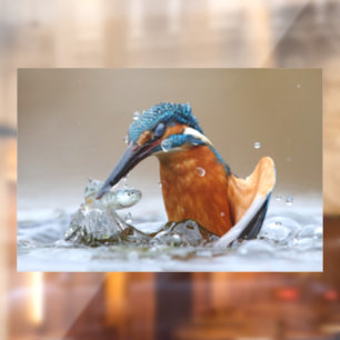 Alcedo Atthis Kingfisher hunting water Luca Casale
