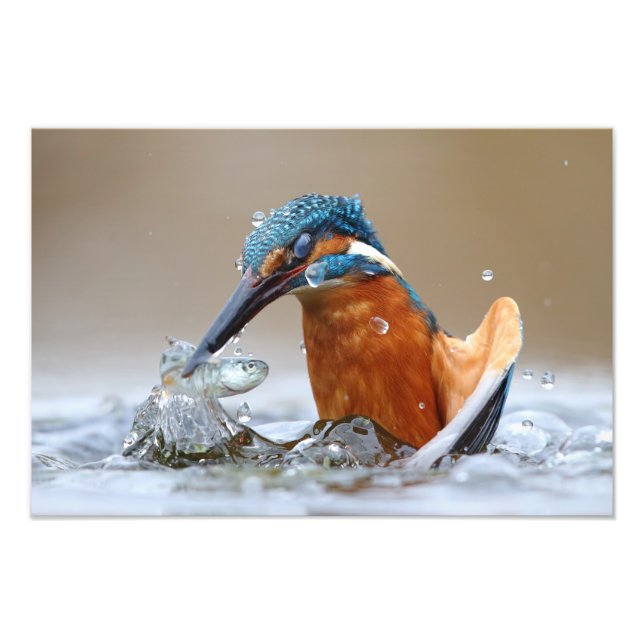 Alcedo Atthis Kingfisher hunting water Luca Casale Photo Print (Front)
