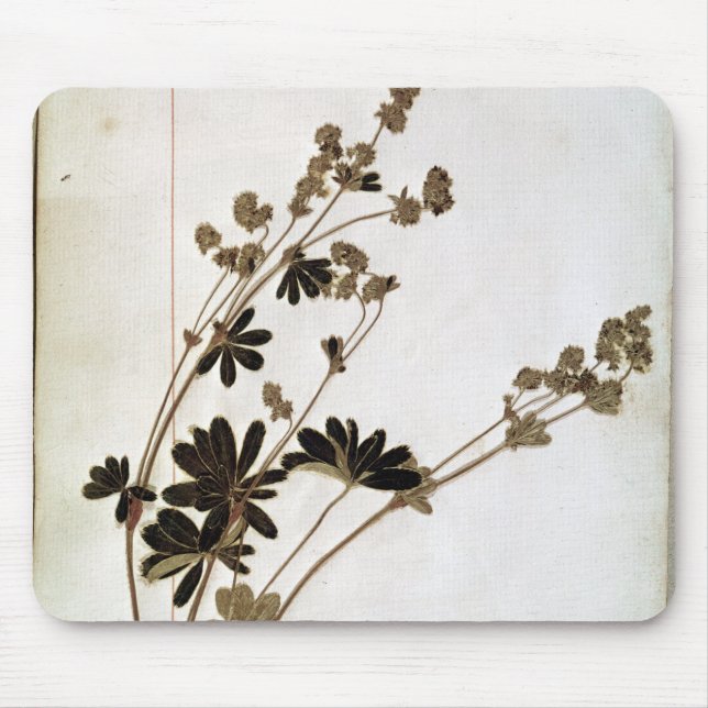 Alchemilla, from a Herbarium Mouse Pad (Front)