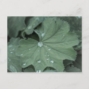alchemilla postcard
