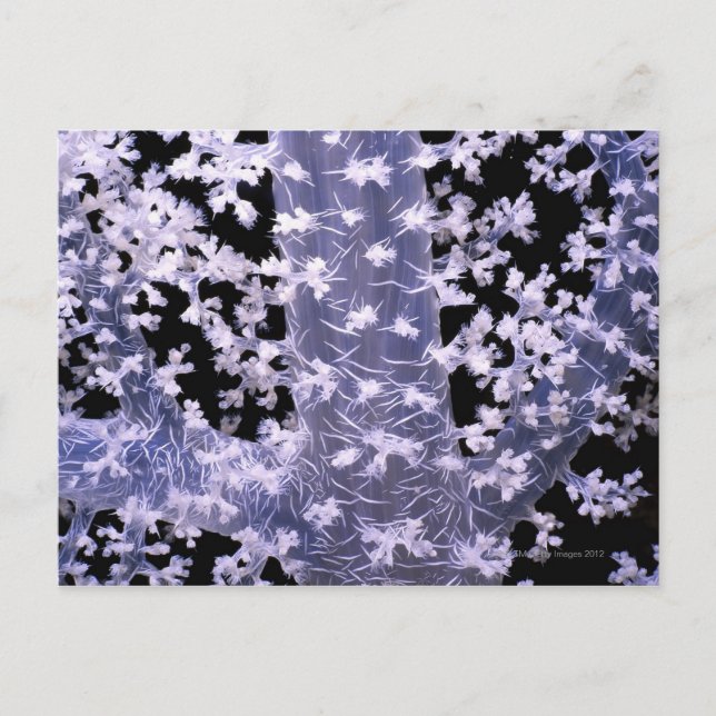 Alcyonarian Coral (Dendronephthya sp.) Postcard (Front)