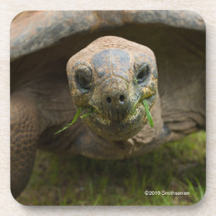Aldabra Tortoise Feeding Coaster