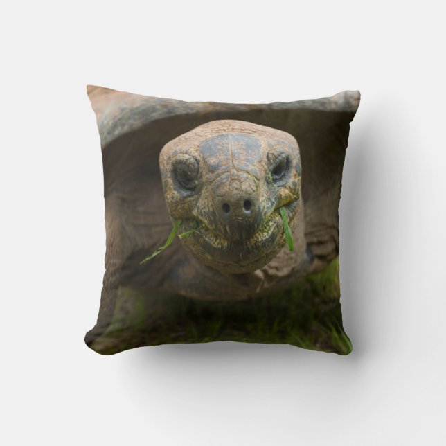 Aldabra Tortoise Feeding Cushion (Front)