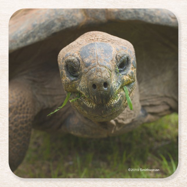 Aldabra Tortoise Feeding Square Paper Coaster (Front)