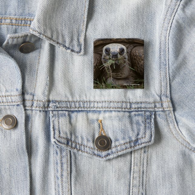 Aldabra Tortoise Grazing 15 Cm Square Badge (In Situ)