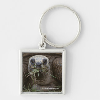 Aldabra Tortoise Grazing Key Ring