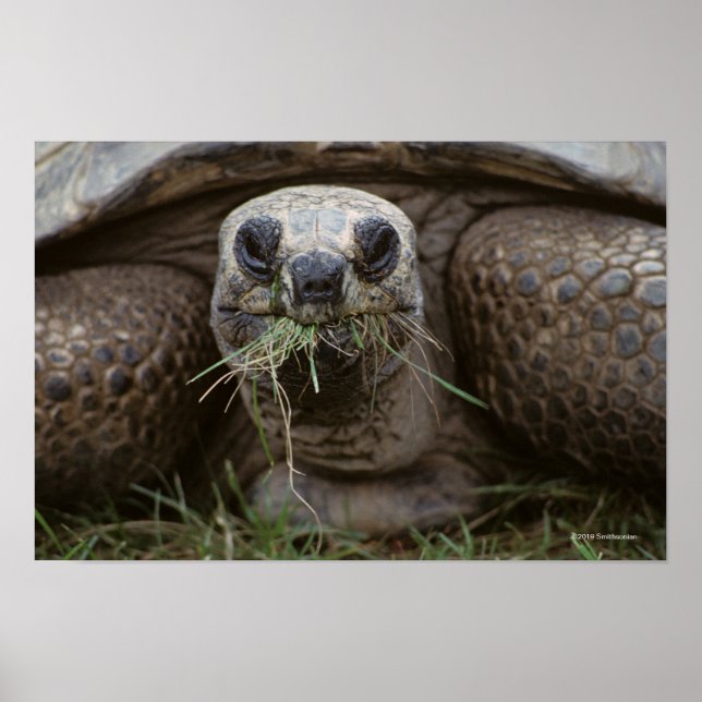 Aldabra Tortoise Grazing Poster (Front)
