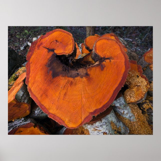 Alder Heart - Poster (Front)