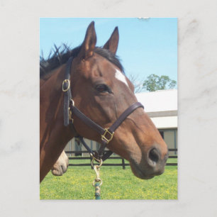 Alert Arab Horse Postcard