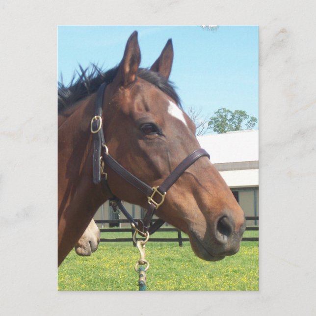 Alert Arab Horse Postcard (Front)