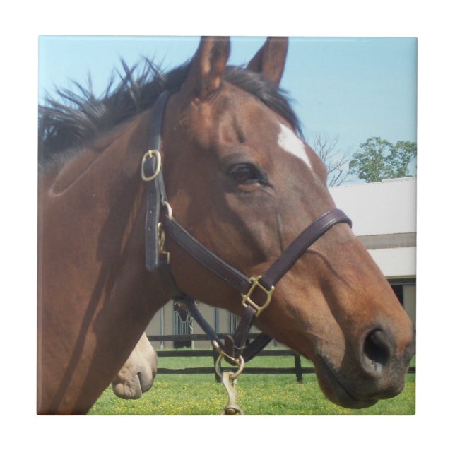 Alert Arabian Horse Tile (Front)