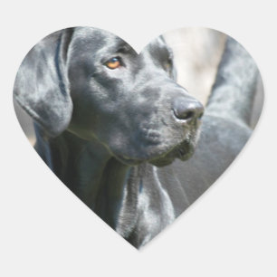 Alert Black Lab Stickers