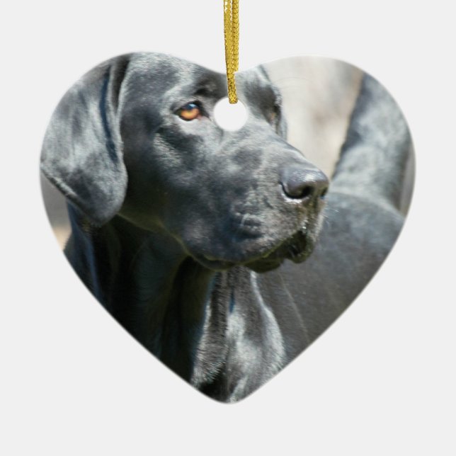 Alert Black Labrador Rertriever Dog Ornament (Front)