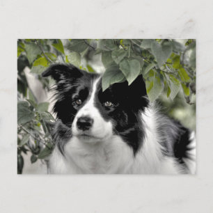 Alert Border Collie in Green Woods Postcard