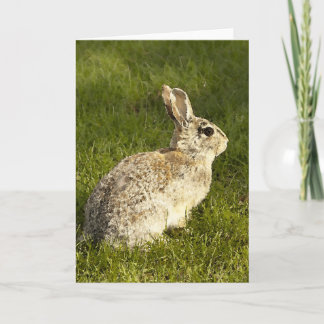 Alert Buuny Holiday Card