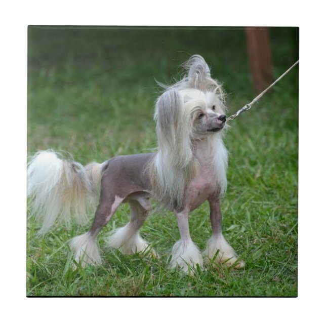 Alert Chinese Crested Dog Ceramic Tile (Front)