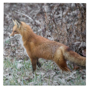 Alert Fox And Frost Ceramic Tile