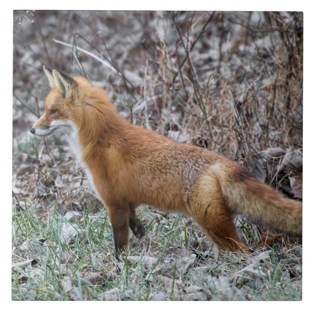 Alert Fox And Frost Ceramic Tile (Front)
