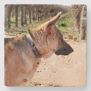 Alert German Shepherd On Guard Duty, Stone Coaster