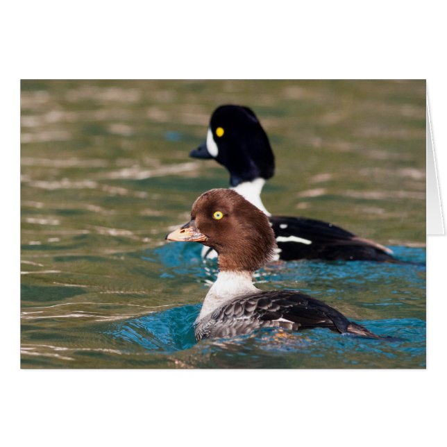 Alert Goldeneye (Front Horizontal)