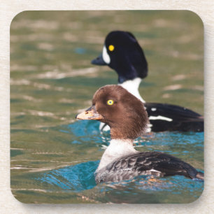 Alert Goldeneye Coaster