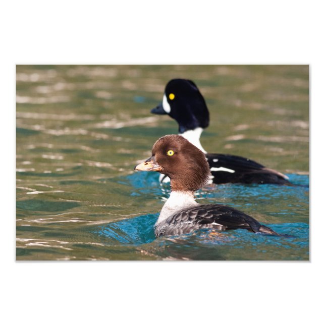 Alert Goldeneye Photo Print (Front)