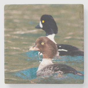 Alert Goldeneye Stone Coaster