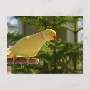 Alert Lutino Indian Ringneck Postcard