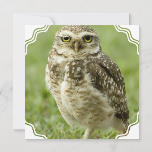 Alert Owl Invitations (Front)