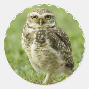 Alert Owl Stickers