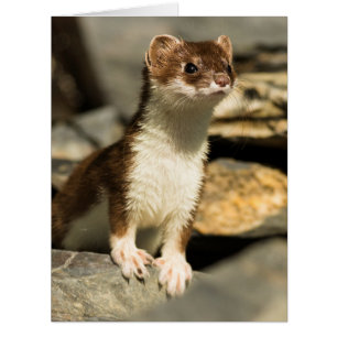 Alert Weasel