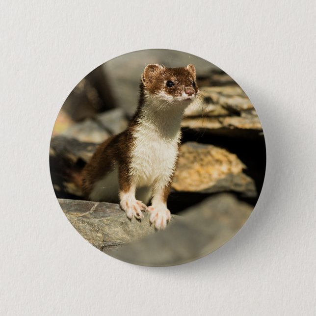 Alert Weasel 6 Cm Round Badge (Front)