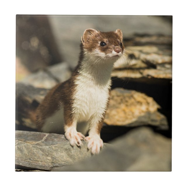 Alert Weasel Ceramic Tile (Front)