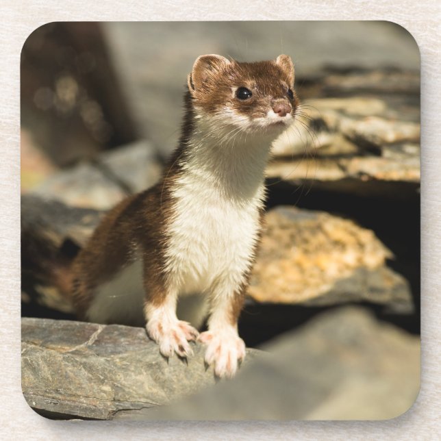 Alert Weasel Coaster (Front)