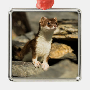 Alert Weasel Metal Ornament