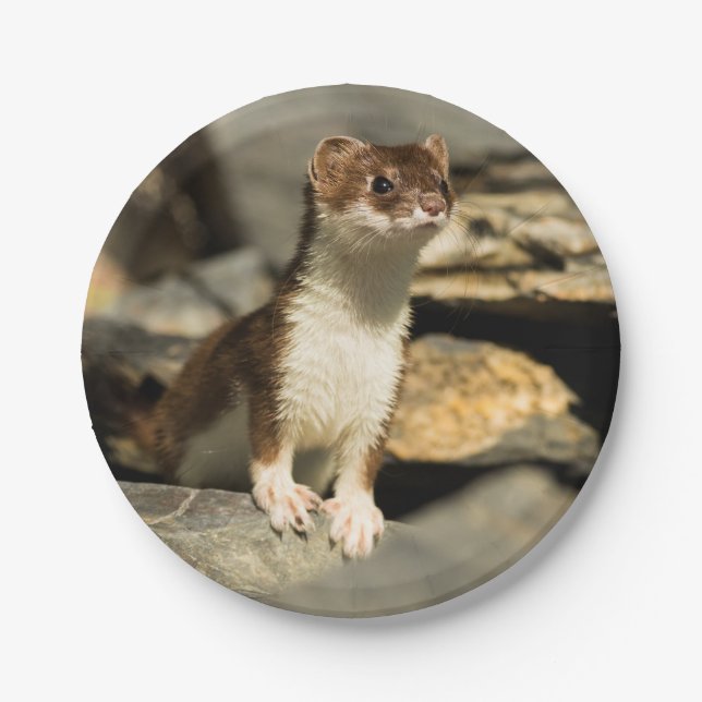 Alert Weasel Paper Plate (Front)