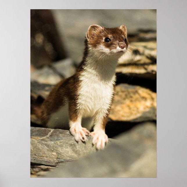 Alert Weasel Poster (Front)
