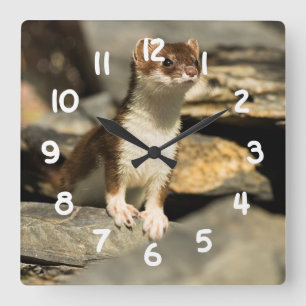 Alert Weasel Square Wall Clock