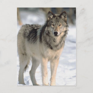 Alert Wolf Postcard
