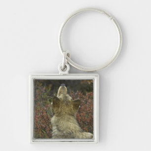 Alert young Grey wolf (Canis lupus) sniffing Key Ring