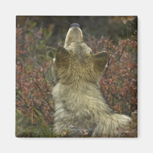 Alert young Grey wolf (Canis lupus) sniffing Magnet