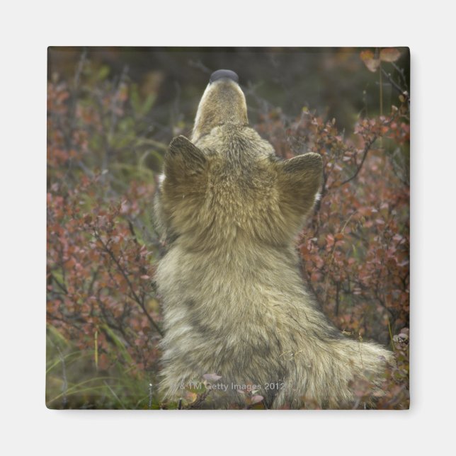 Alert young Grey wolf (Canis lupus) sniffing Magnet (Front)